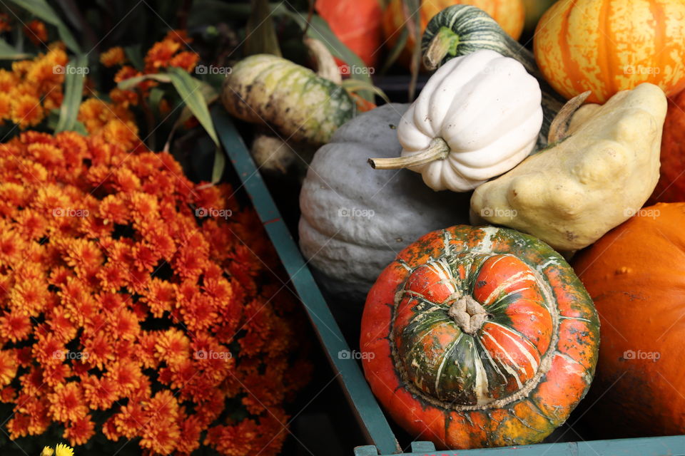 Decorative pumpkins 