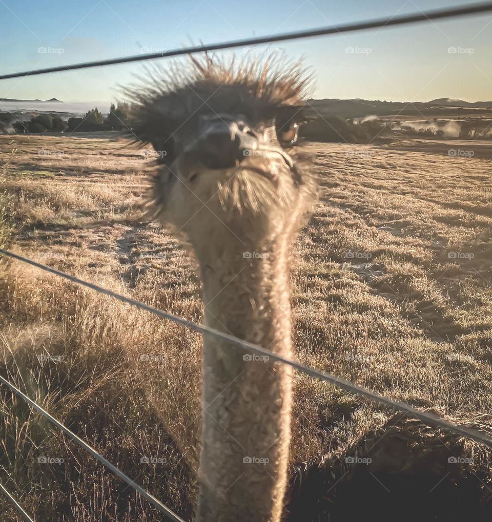 What you looking at ? 