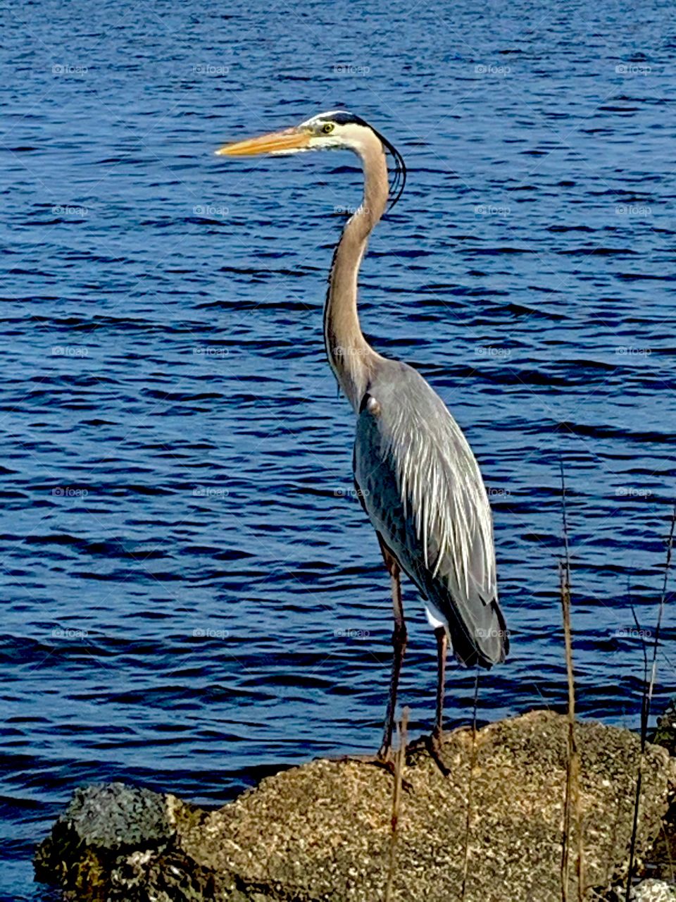 I took it with my phone - The glorious Mother Nature - Great Blue Heron whether poised at a river bend or cruising the coastline with slow, deep wingbeats, the Great Blue Heron is a majestic sight