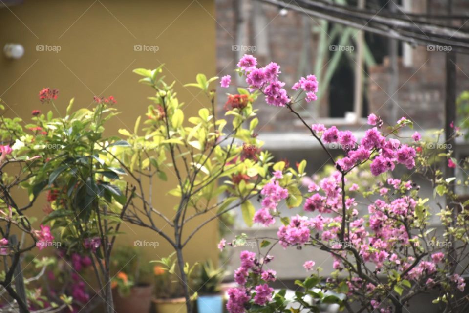 This photo is taken from a roof garden. The pink color flowers are blooming and green leaves are showing. This is a piece of the scene of nature. It is an example of colors of spring.