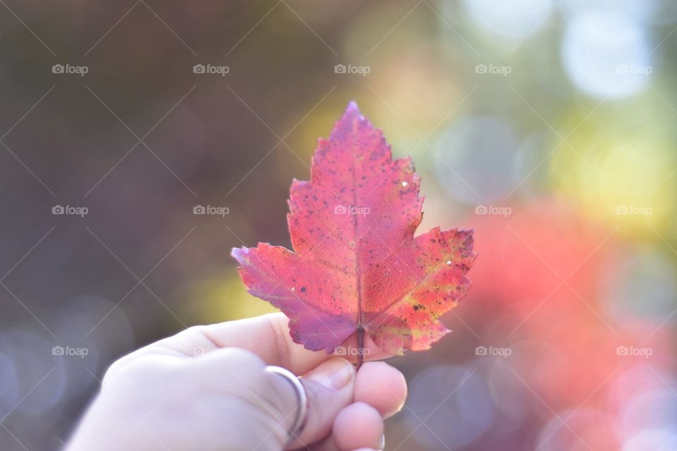 Autumn leaves colorful colors fall 