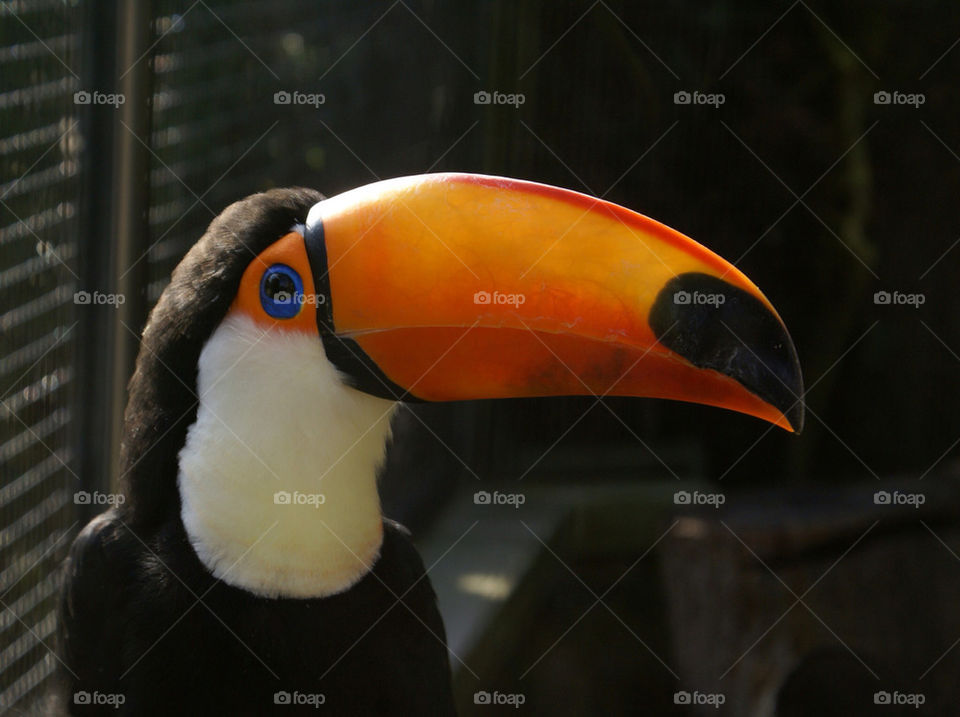 blue orange eye bird by craigcpaterson