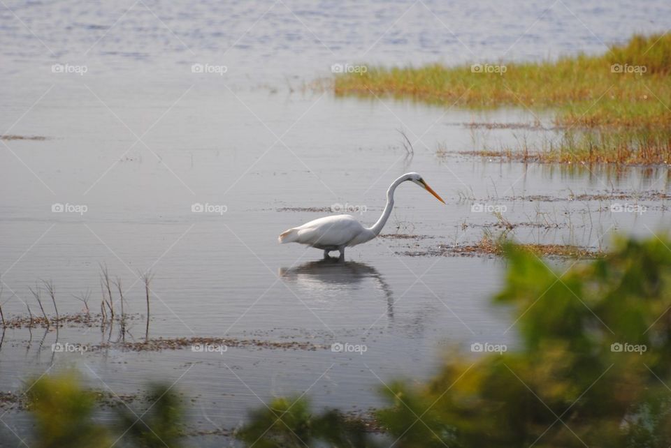 Egret