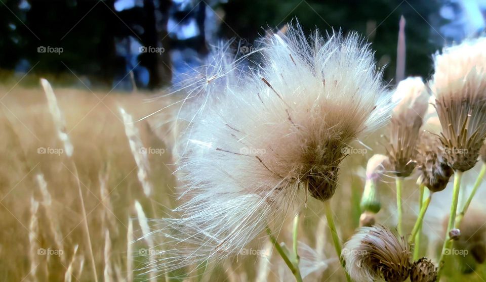 fall flowers to seeds