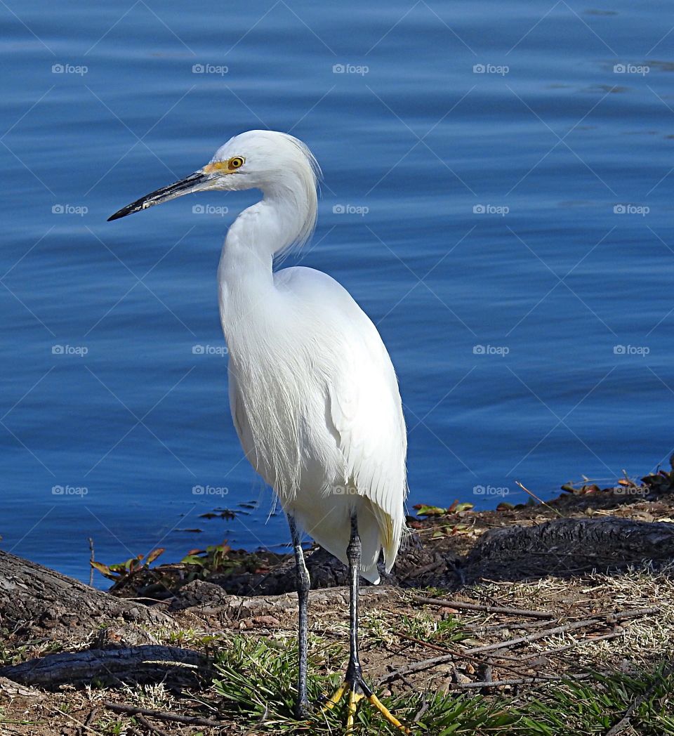Great Egret