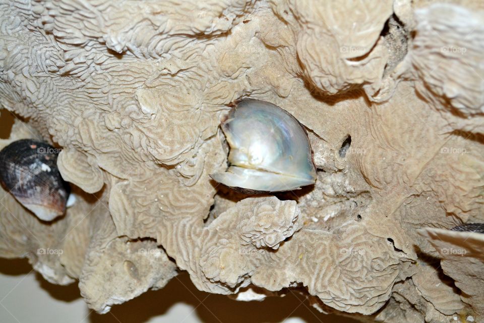 Oyster pearl. Pearl in oyster in coral