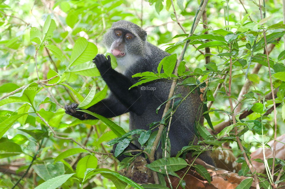 funny blue monkey eating a leaf sticking his tongue out