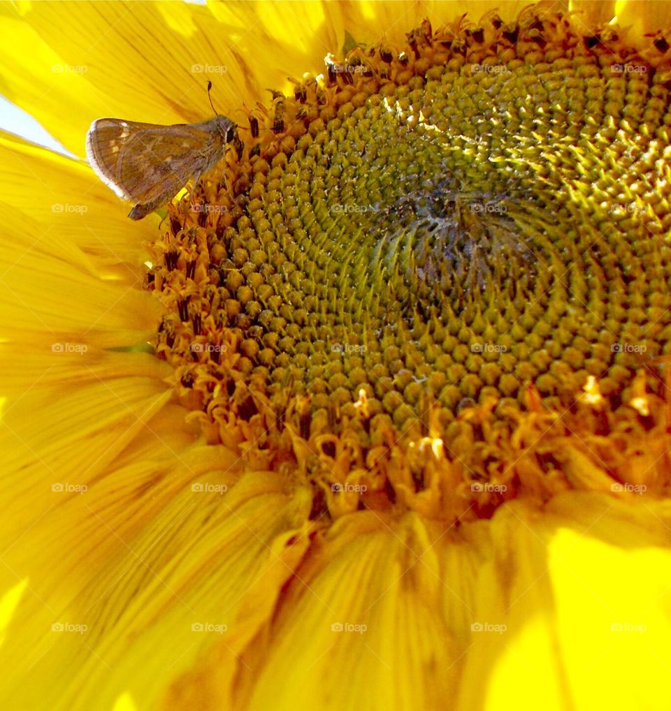 Birds and Bees in Motion 