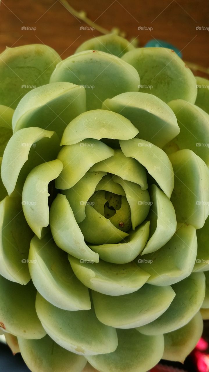 Echeveria Devenbergil  Blue 
Springs 
California plants 
Succulents