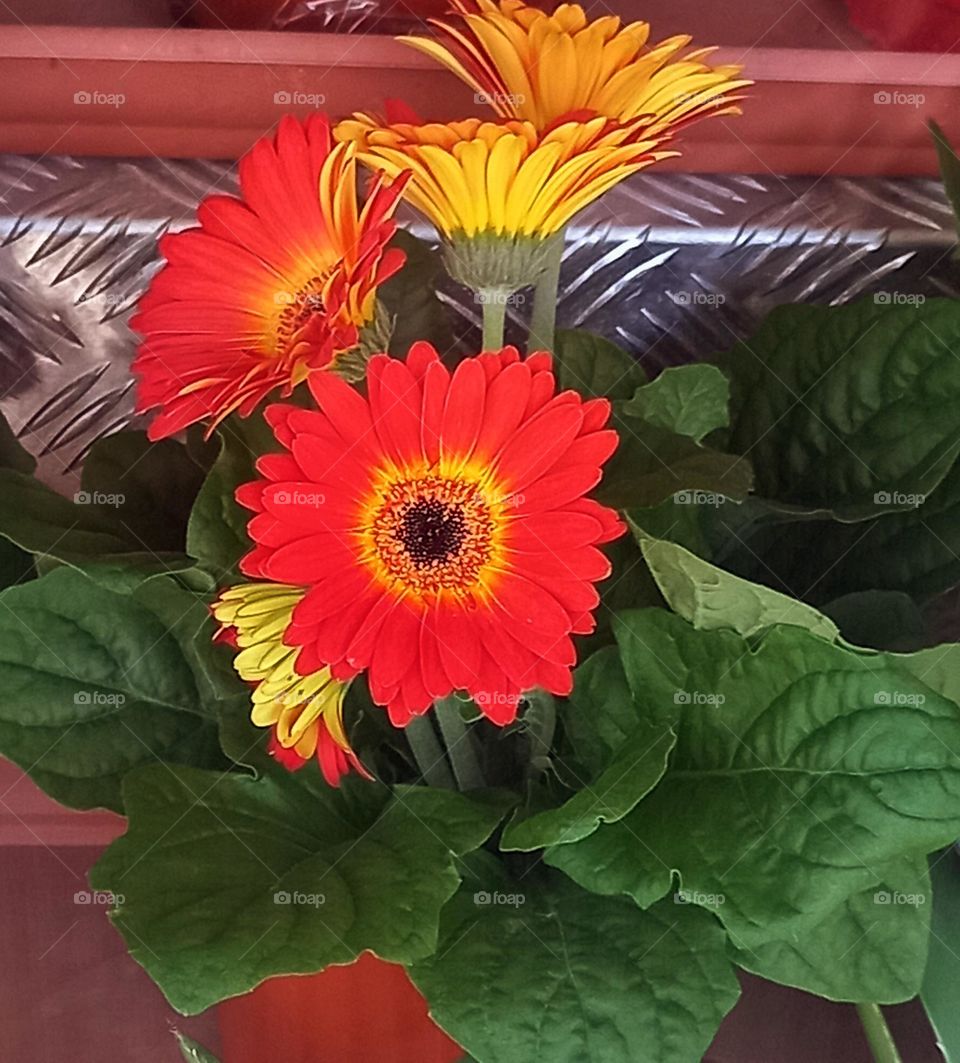 Planting plants for the earth day