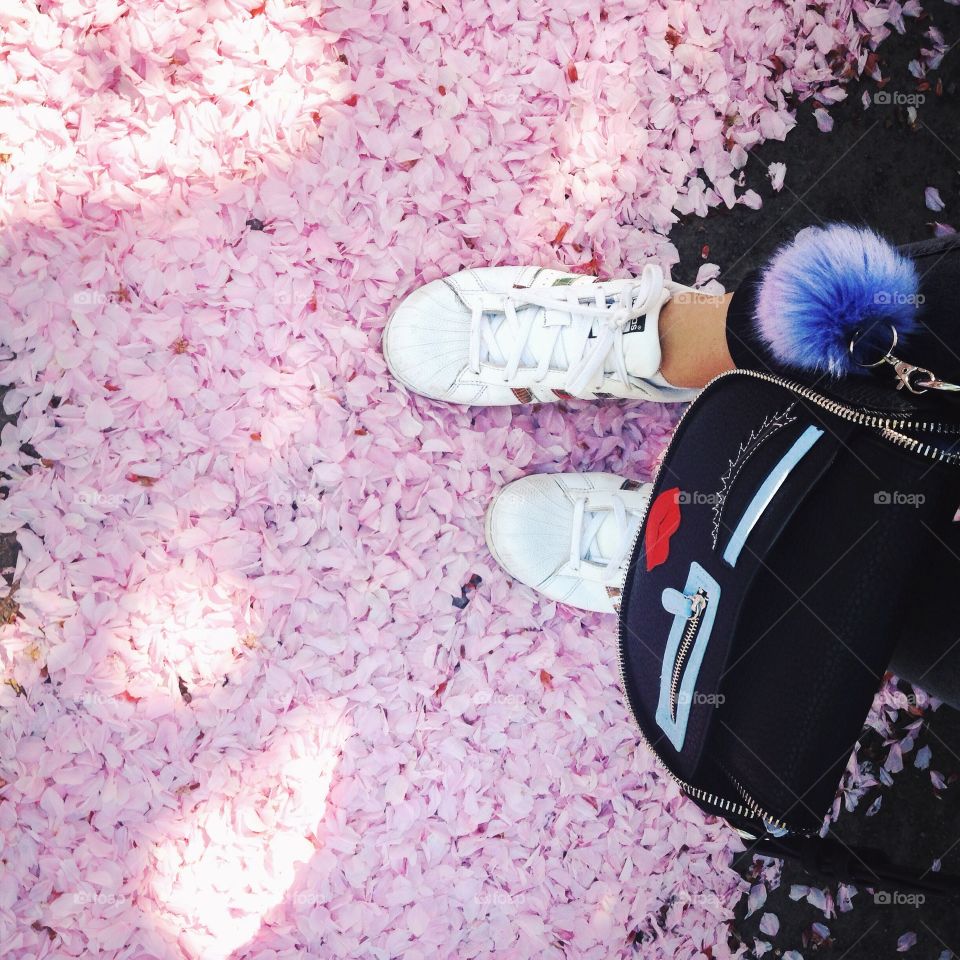 Sakura on the ground 