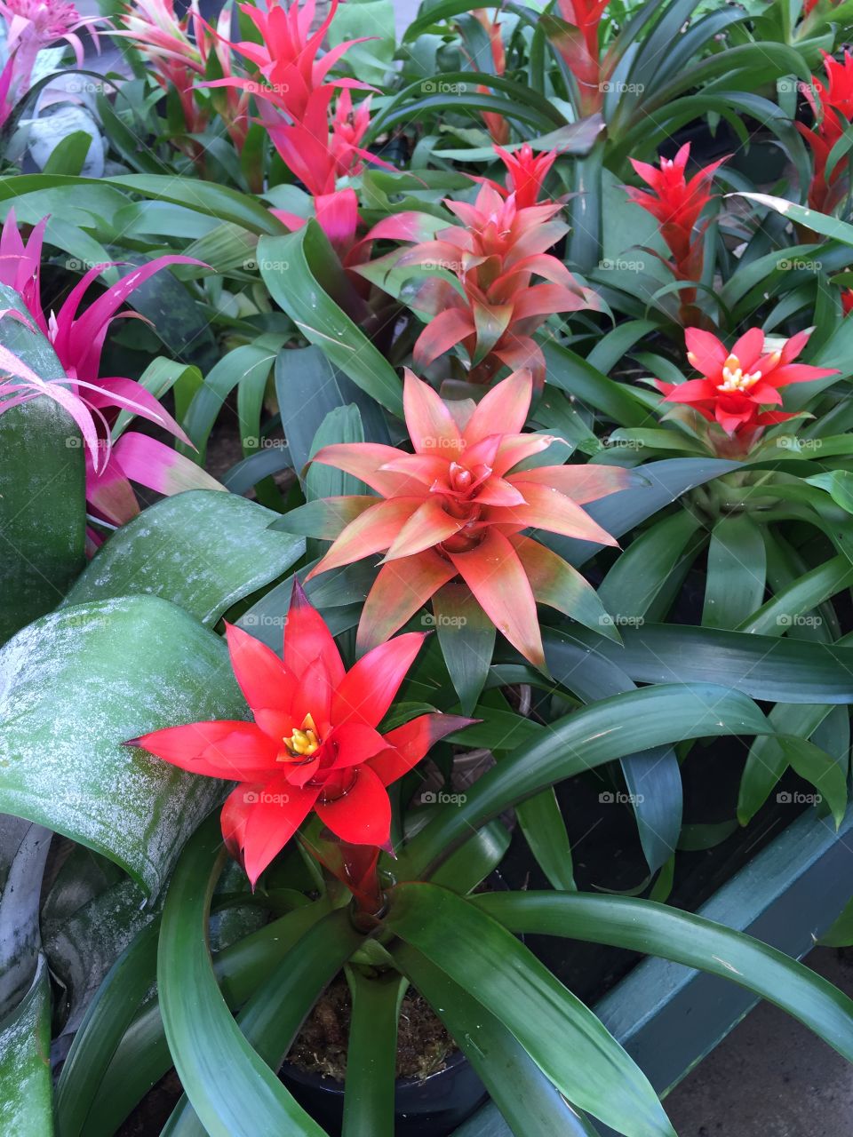 Bromeliad flowering plant