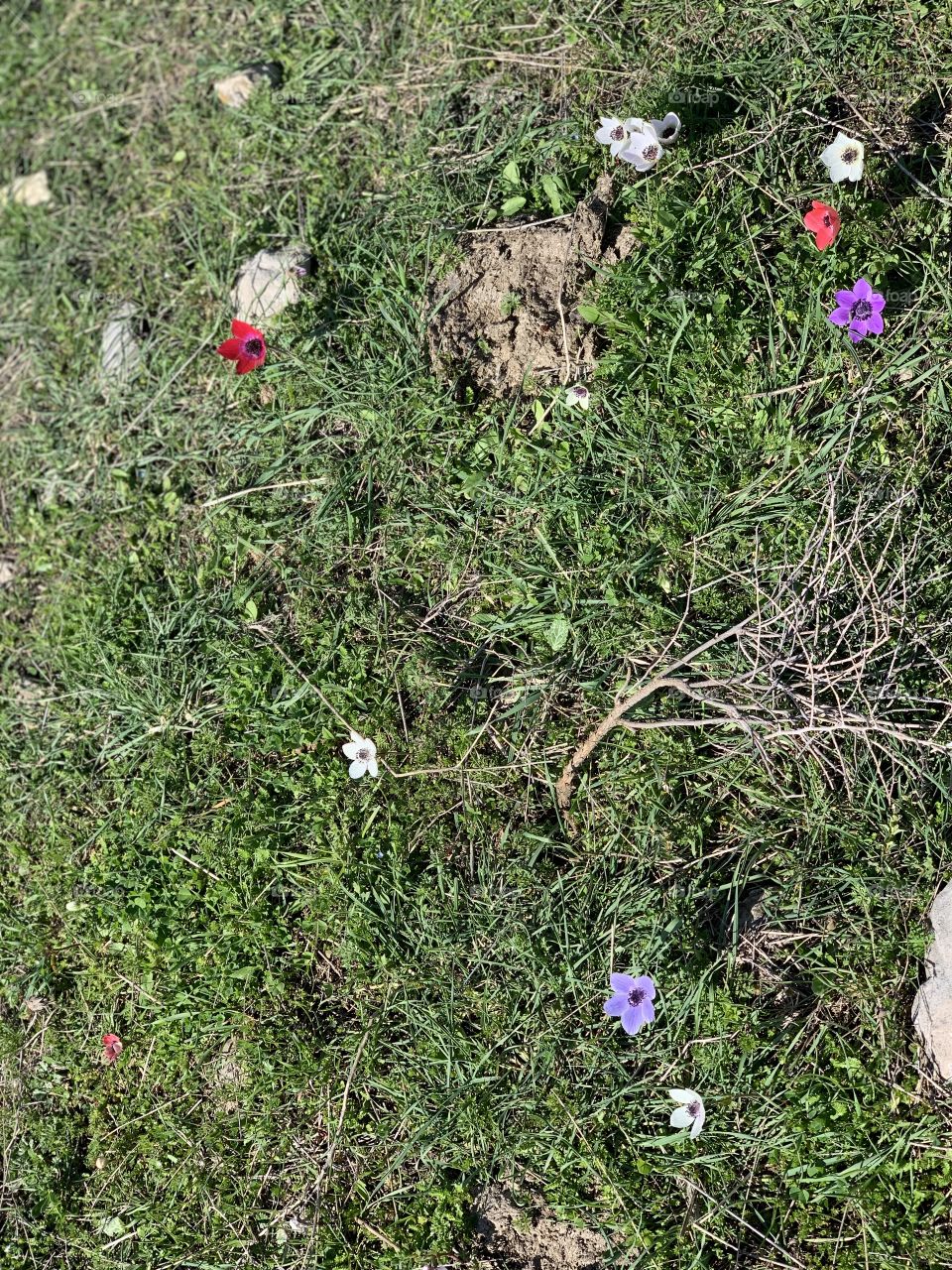 Kurdistan / spring flowers