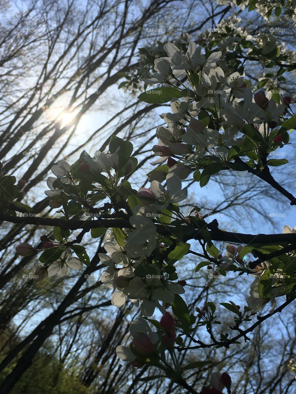 Tree, Branch, Nature, Leaf, Flower