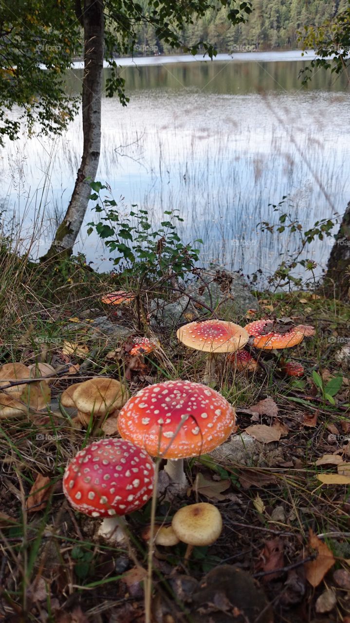 Mushrooms in forest