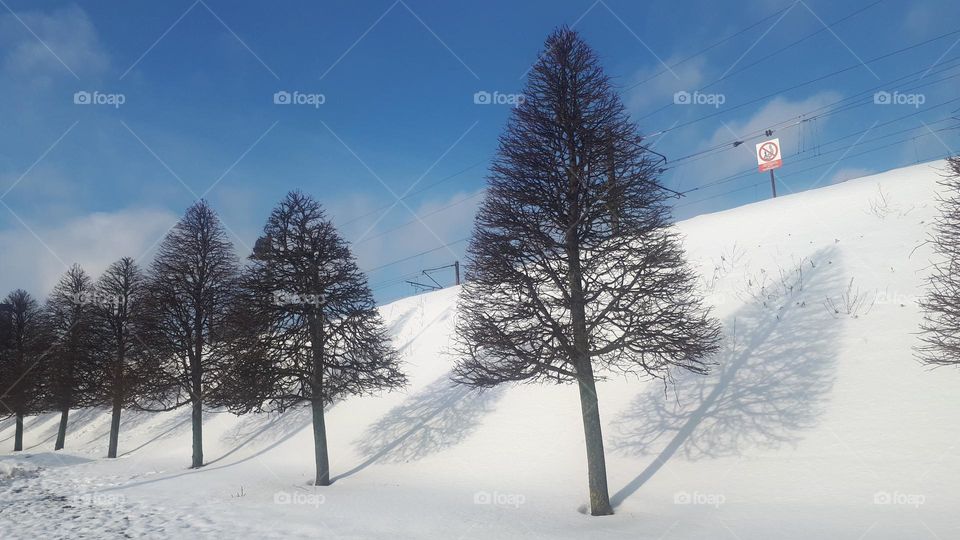 Alley of trimmed trees, sunny day, noon, shadow on the snow. Minsk, Belarus.