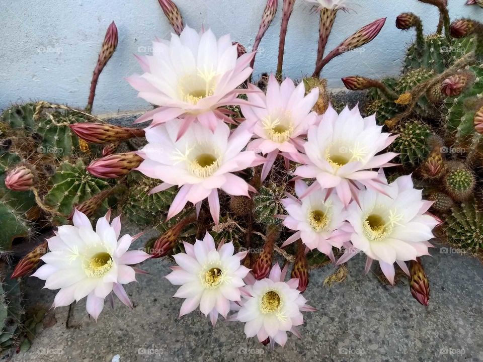 cactus blossom #3