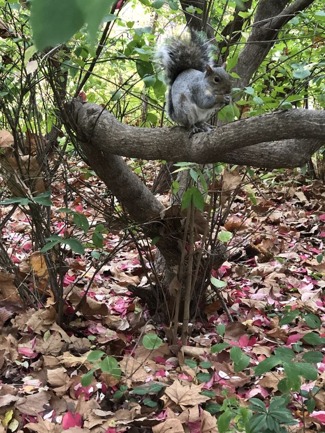 Squirrel