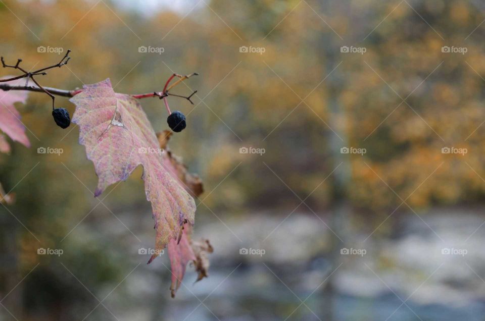 leaf in fall