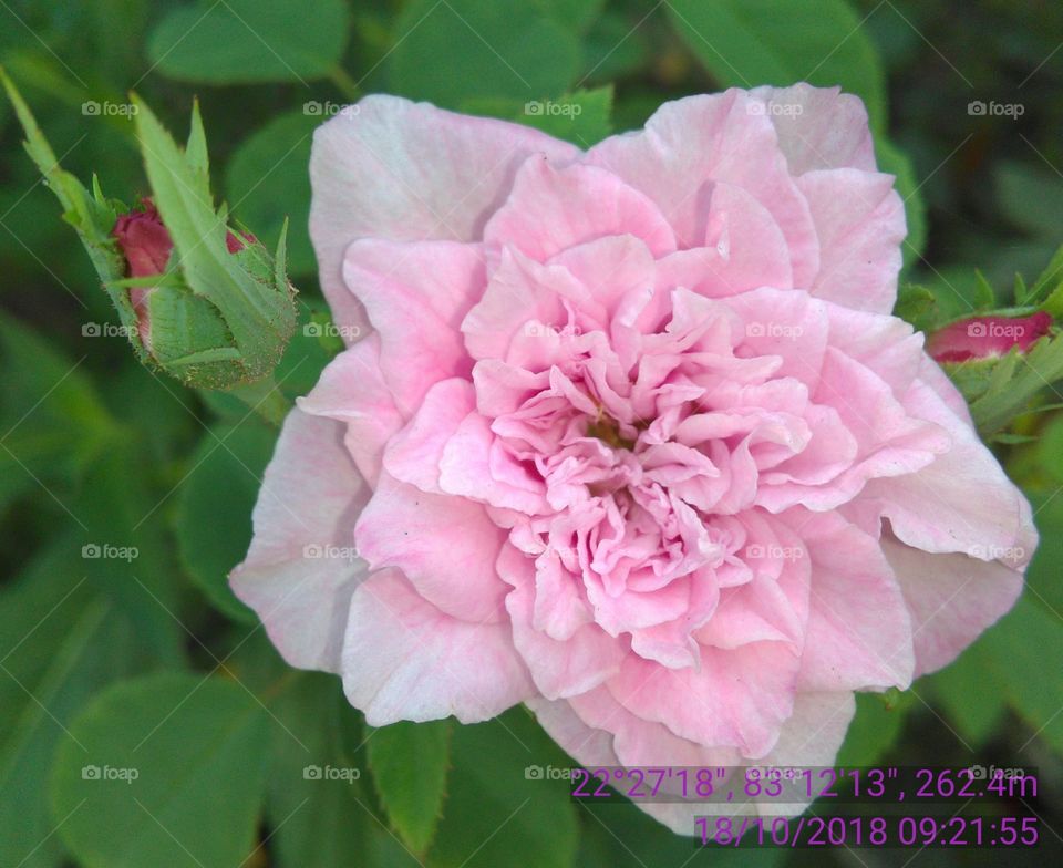 This is a light pink roses nice and beautiful.