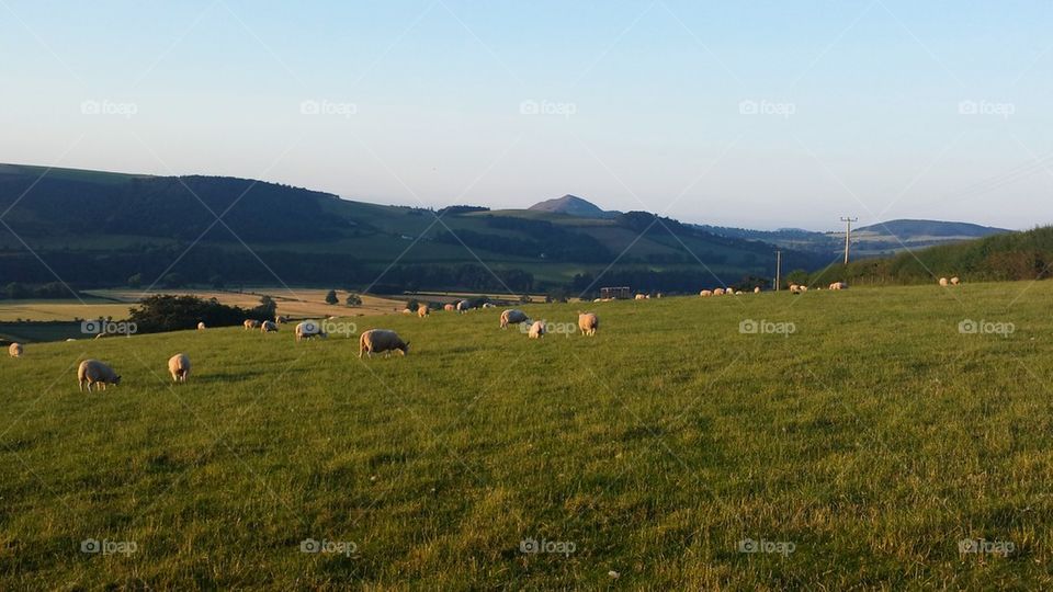 Sheep on a hill