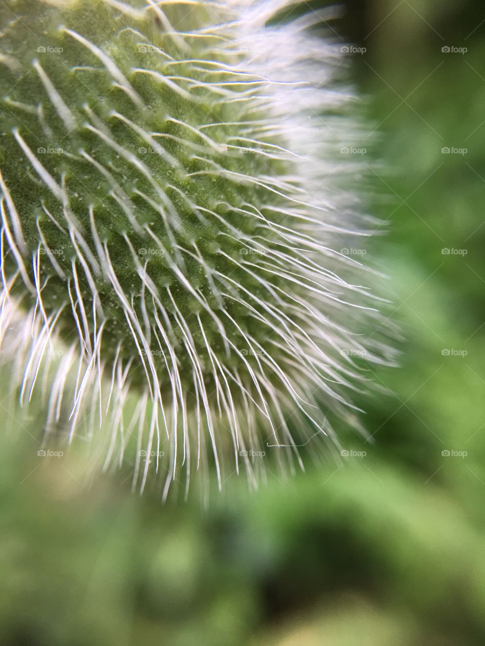 Poppy bud closeup