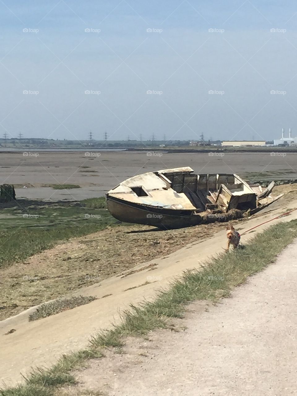 Ship wreck . Dog walking near a ship wreck 