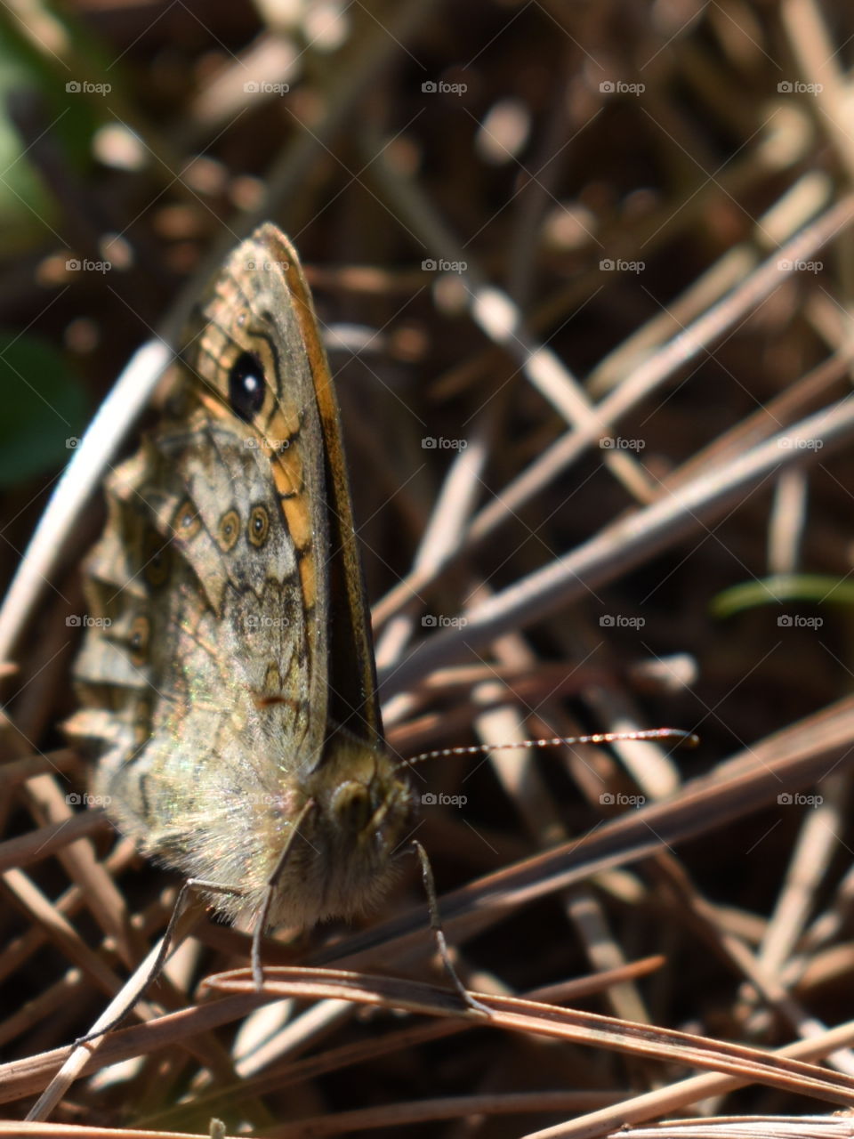 Wild brown butterfly