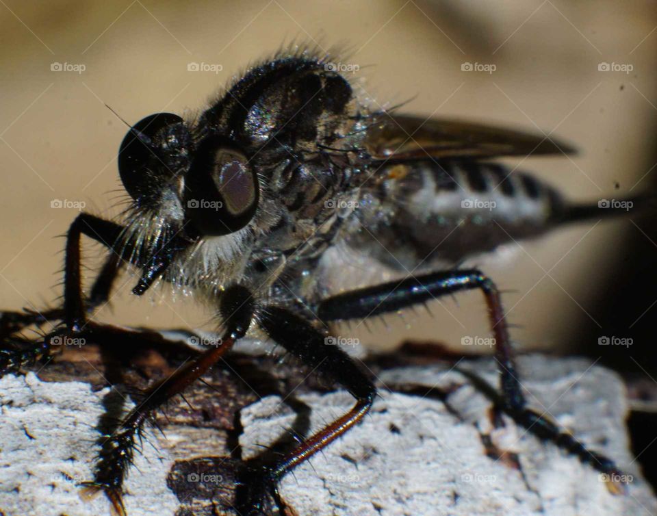 Mosquito close up