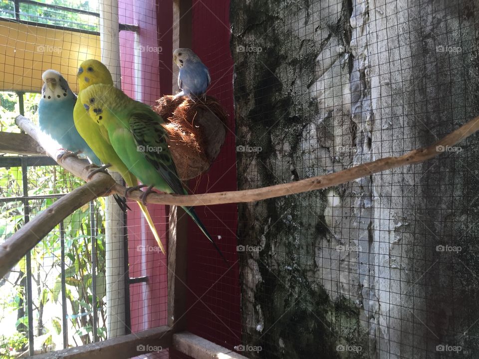 Lovebirds in a cage