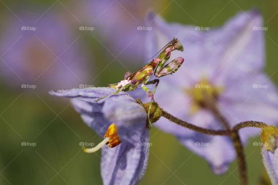 Purple Praying Mantis on a Purple Flower