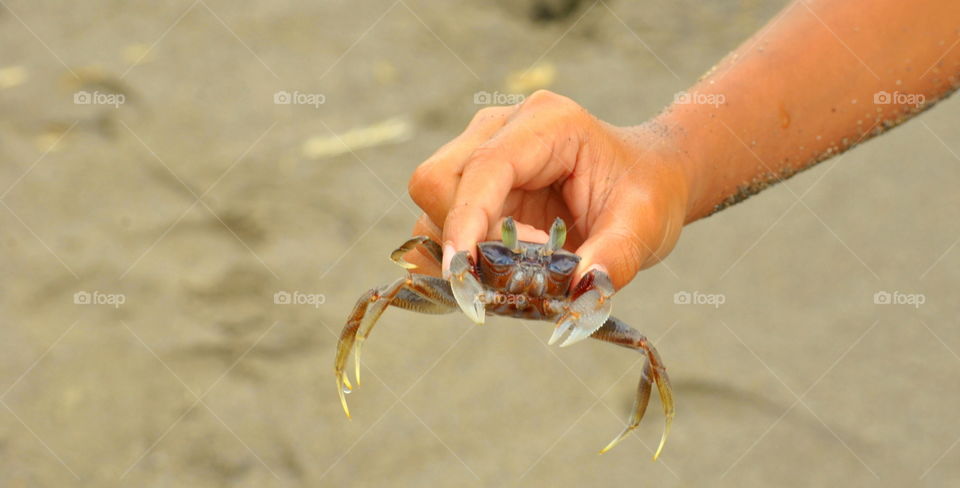 Crab