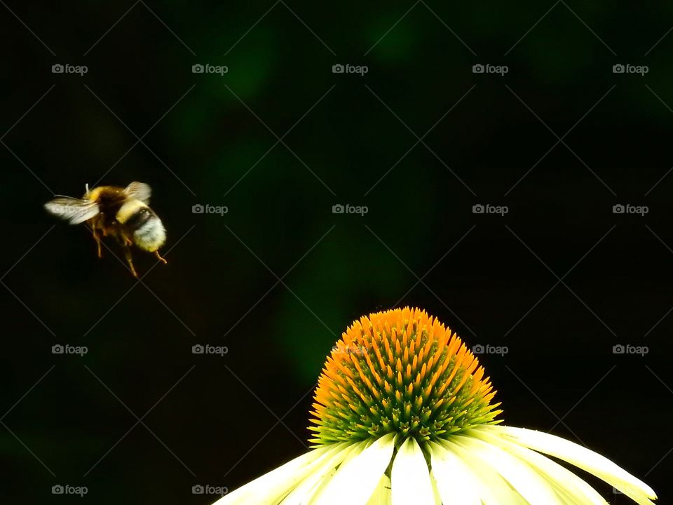 Bumblebee flying near flower