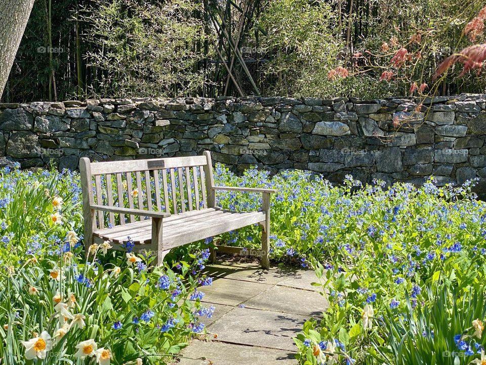 A park bench in a garden surrounded by Virginia bluebells