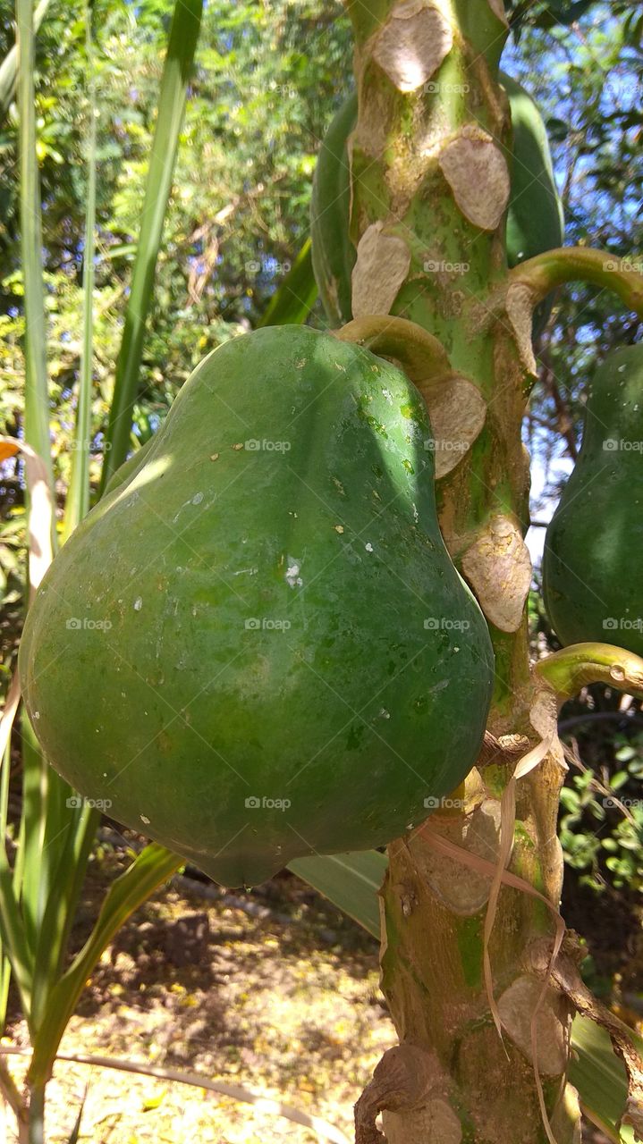 indian 
papaya