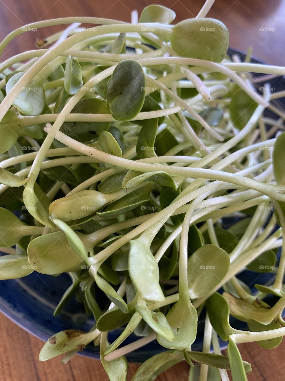 Green bean sprouts