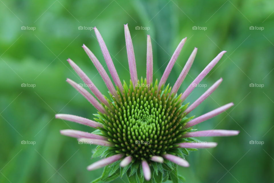emerging coneflower
