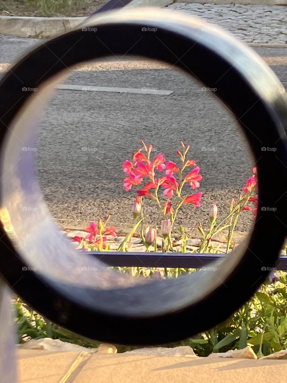 Sunny flowers through the gate
