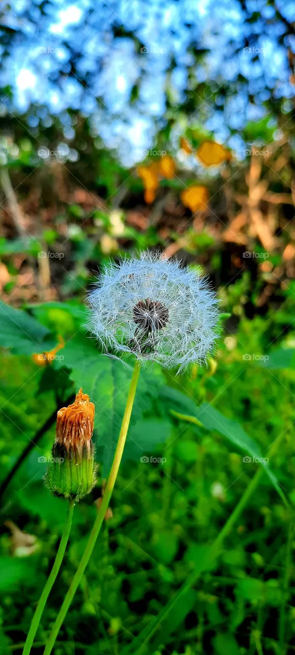 Dandelion