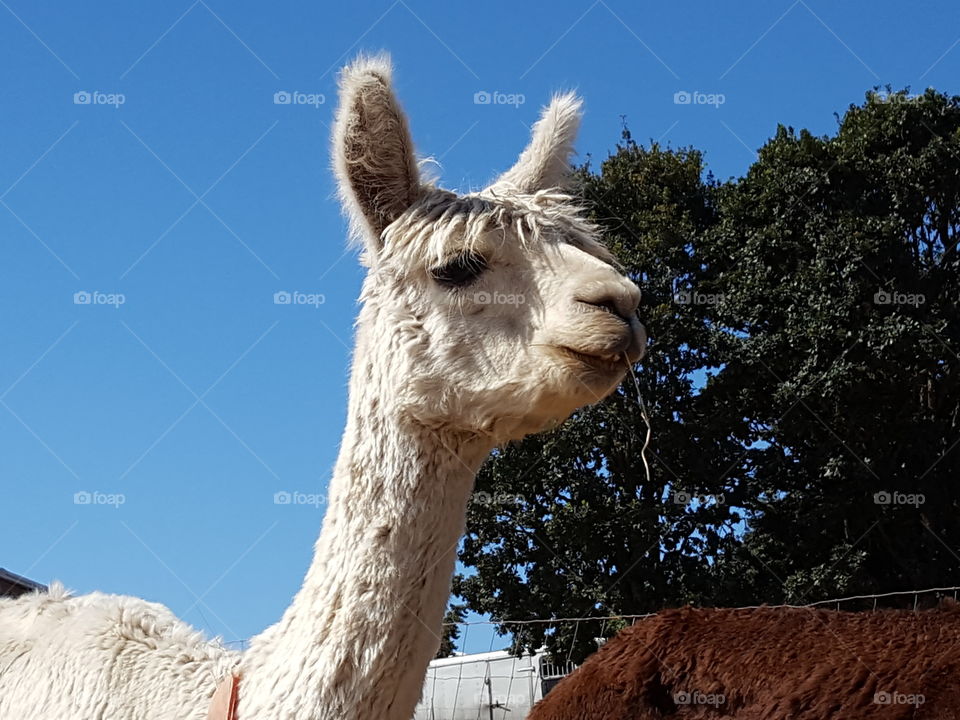 alpacas