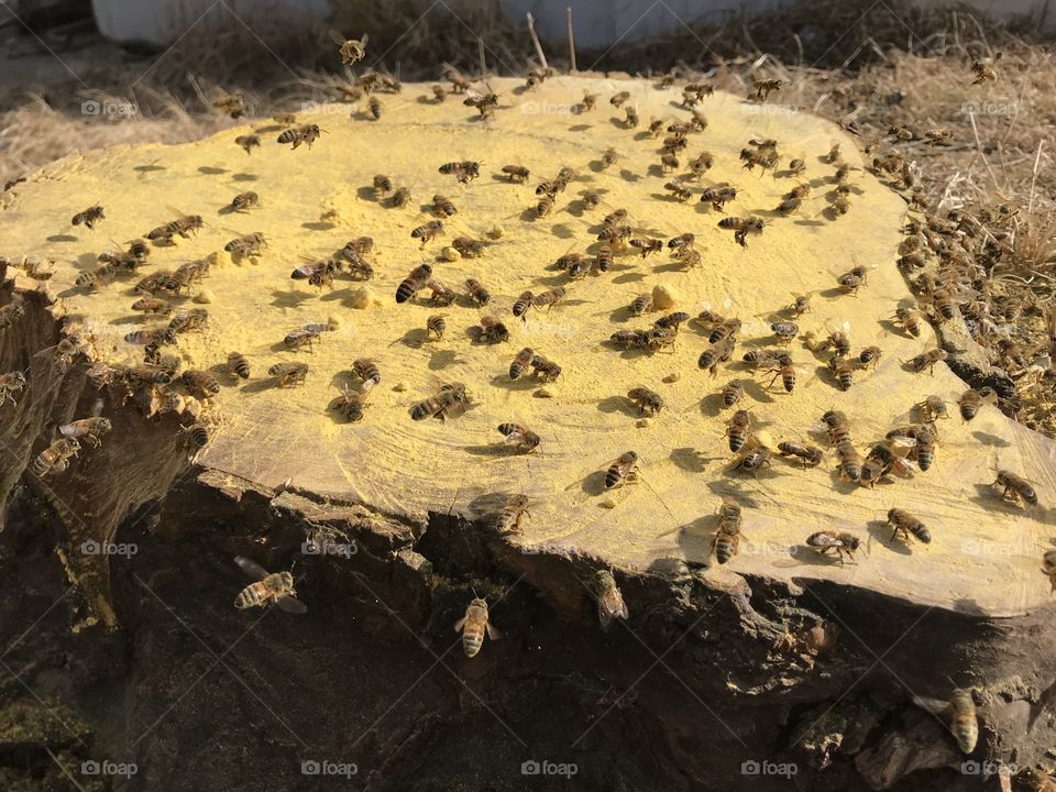 Honeybees, pollen, flight, flying, wings, wing, leg, legs, bug, insect, Wood, stump, nature, animal, wild, outside, outdoor, outdoors