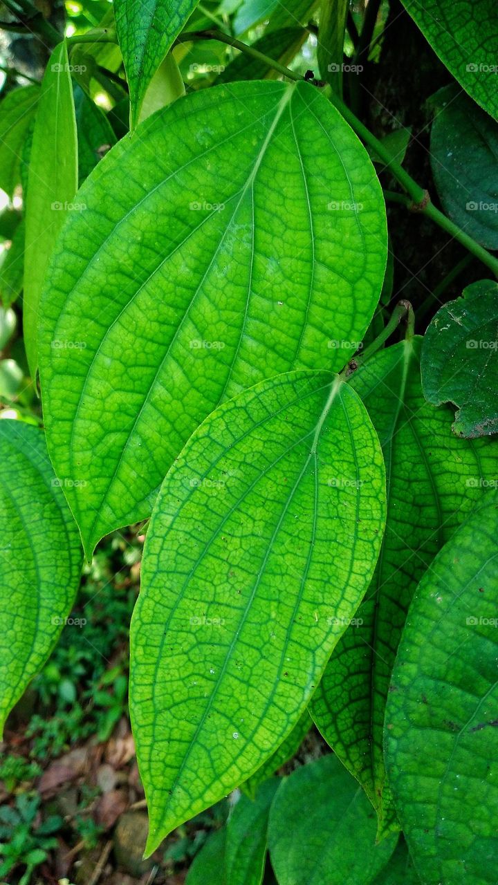 Piper betle grows vines or leans against other tree trunks