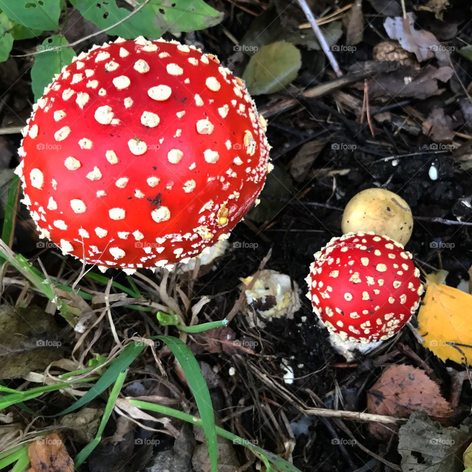 Fly agaric