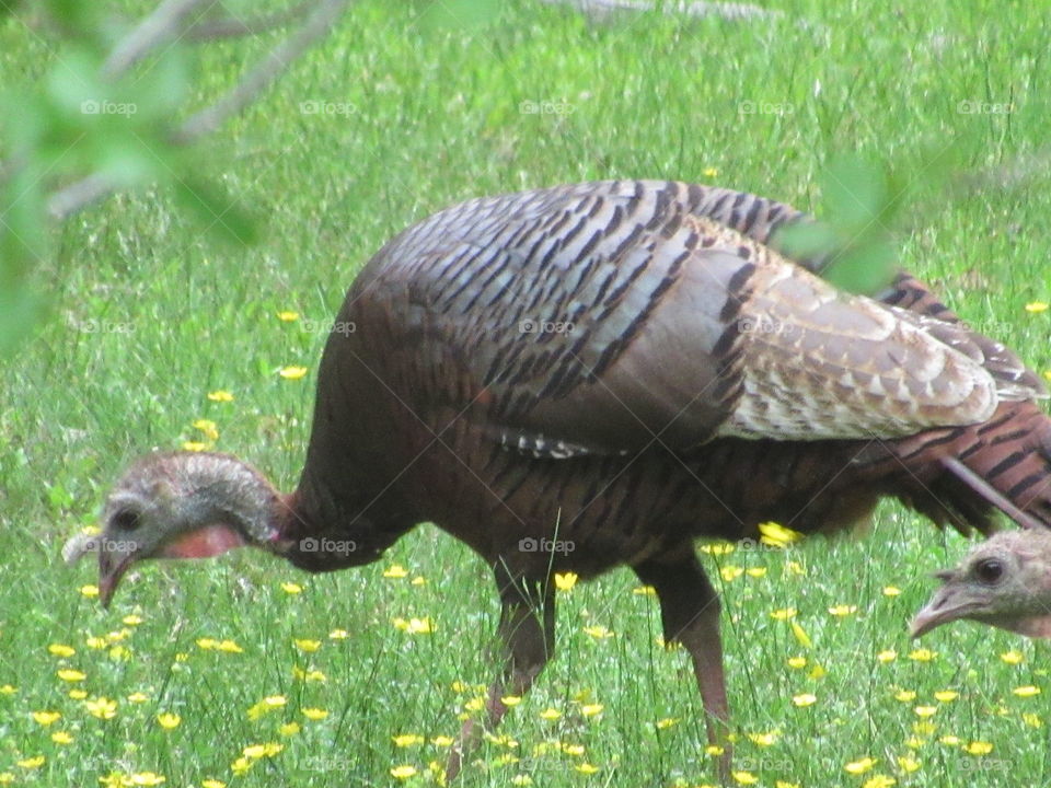 Turkey foraging