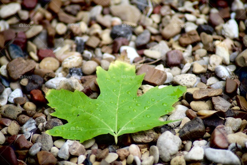 Leaf on pebbles 