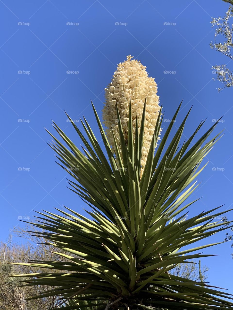 Yucca in bloom 