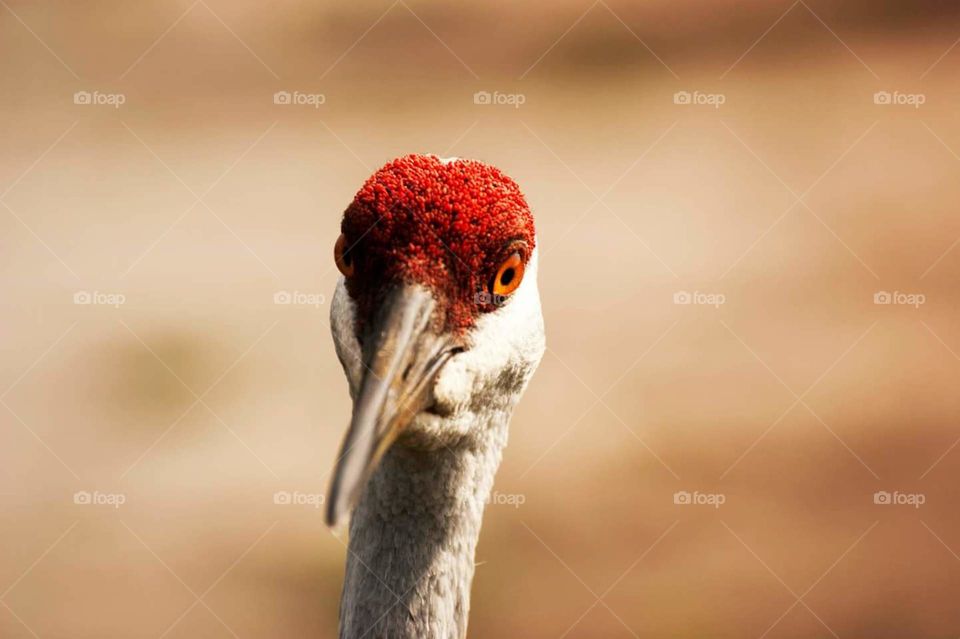 sandhill crane
