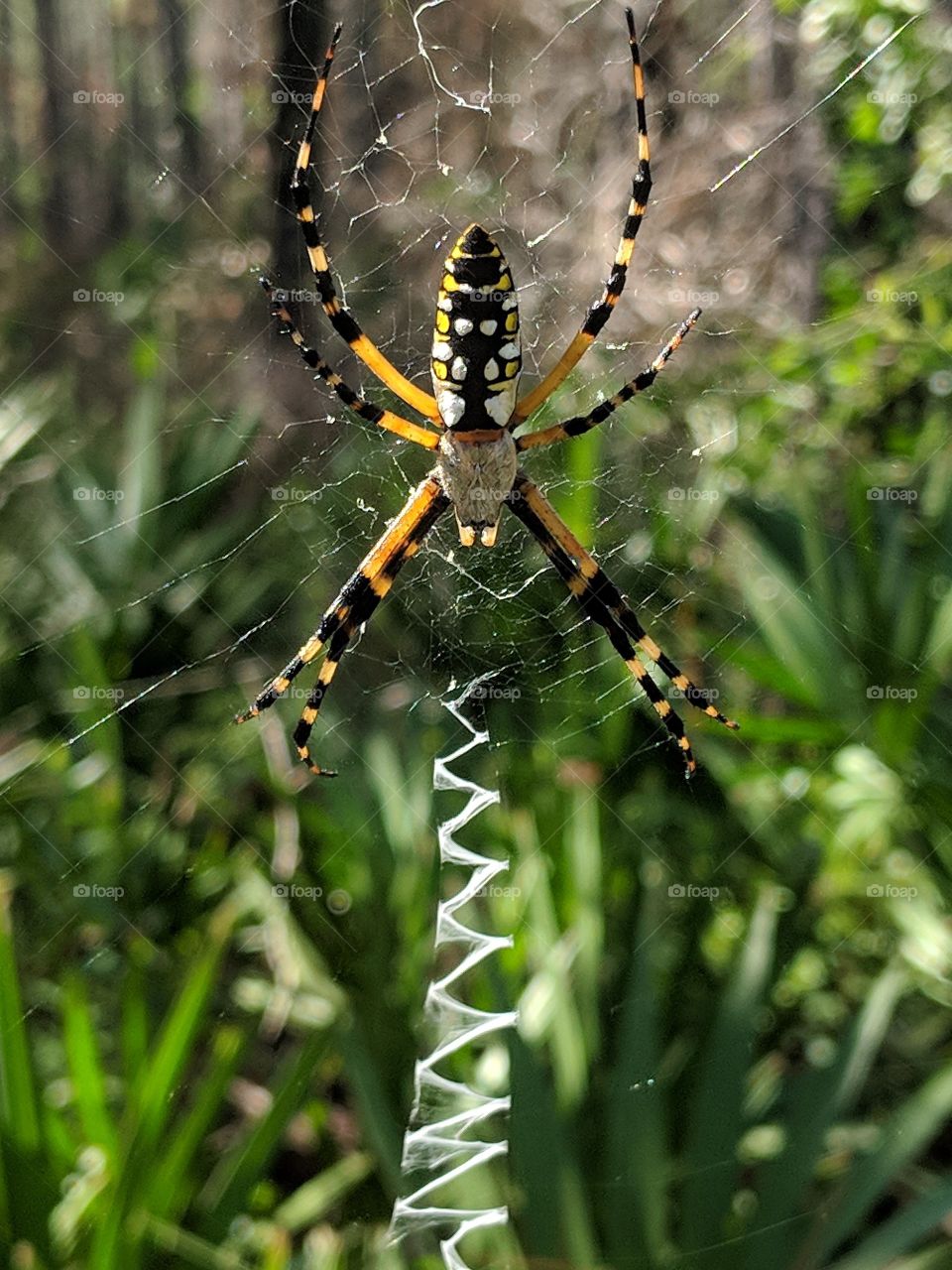 spider on web