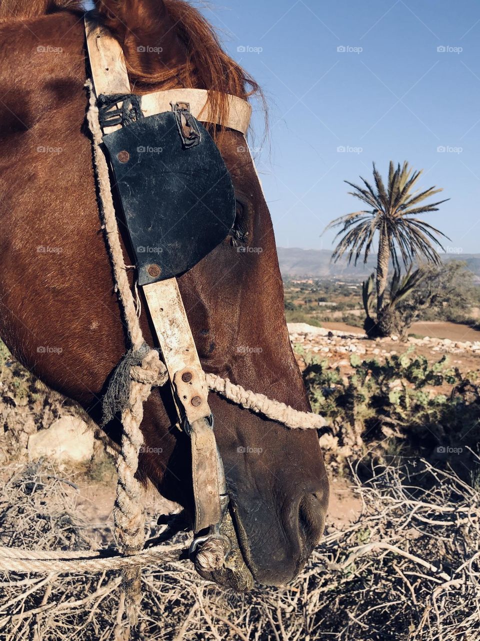 Beautiful horse looking at camera 