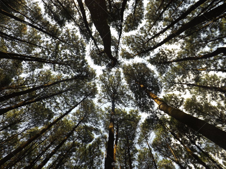 Mangunan Pine Forest, Bantul, Yogyakarta, Indonesia